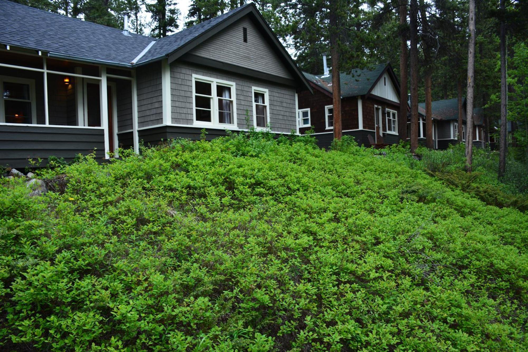 Johnston Canyon Lodge & Bungalows Касл-Джанкшн Екстер'єр фото
